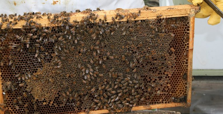 Apiculture : tout savoir sur la ruche warré