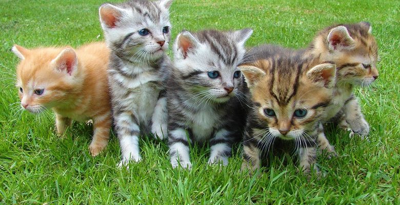 Traitement antipuces : conseils pour administrer des médicaments aux chats