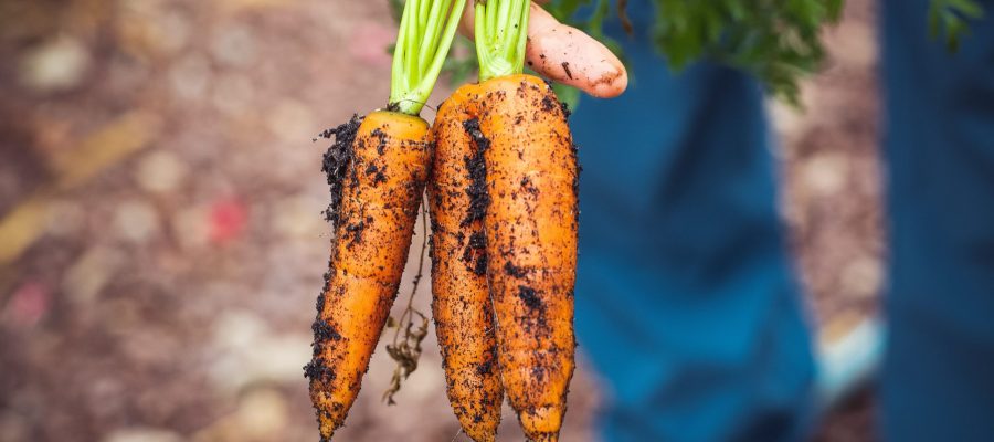 L’agriculture et l’alimentation bio dans le monde