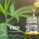 Quels sont les bienfaits de l’huile de CBD bio ?